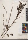 Foto von Salix aurita L.